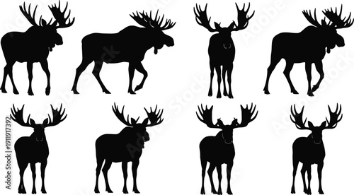 Collection of moose silhouettes with large antlers in various standing poses isolated on light background, wildlife vector illustration set representing northern forest animals and wilderness nature