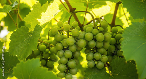 Fresh green grapes hanging on a leafy vine in bright sunlight