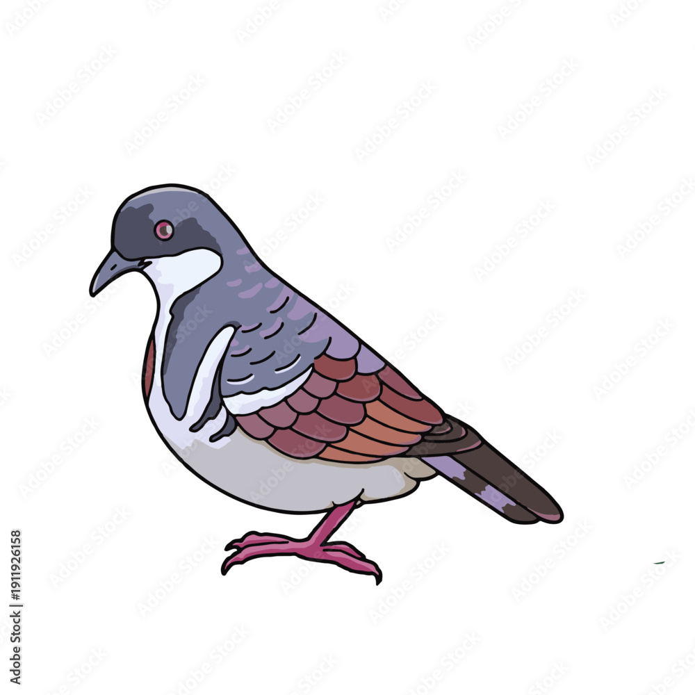 Fototapeta premium Negros bleeding-heart dove vector illustration isolated on transparent background