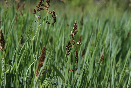 Hierochloe odorata. Sweet grass or holy grass.