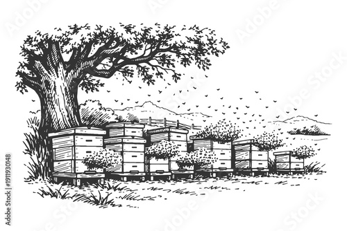 Hand drawn engraving vector illustration of wooden beehives in an apiary situated under a large leafy tree with a swarm of honey bees flying around.