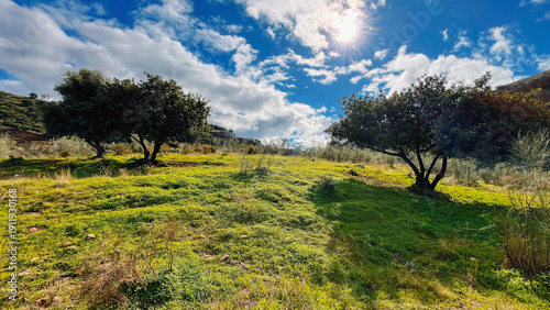 Fotografie Trees on a lush green slope in a sunny hilly landscape under a blue sky with some clouds