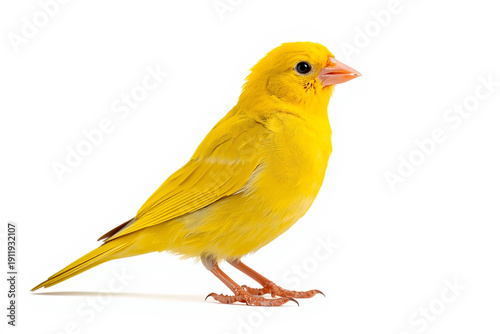 Photos Bright yellow canary shining like a burst of pure summer sunshine