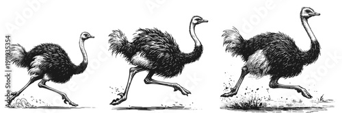 Elegant Ostrich Line Art – Hand-Drawn Minimalist Sketch linework sketch hand drawn pen drawing vector illustration background