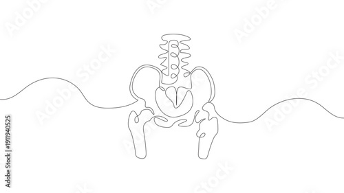 Human pelvic bone in a continuous one-line drawing. Anatomical structure.