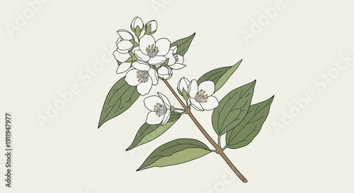 Botanical illustration of white jasmine flowers and green leaves