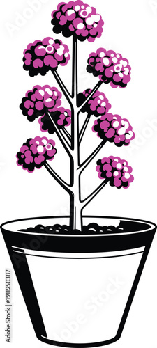 Pink flowering plant in black pot isolated on white background