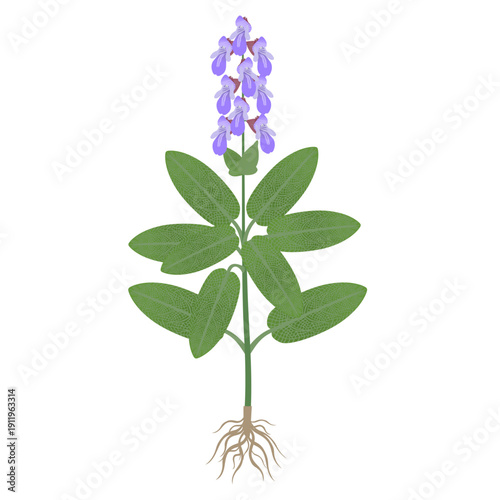 Sage plant with flowers and roots on a white background.