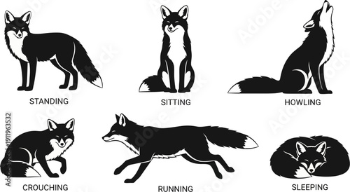 Six different poses of a fox in black and white illustrations standing sitting howling crouching running sleeping