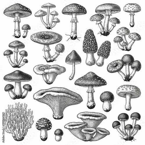 A diverse collection of various types of mushrooms and fungi illustrated in detail