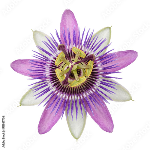 Front-facing digital illustration of a passionflower on a plain white background, showcasing intricate petals and filaments