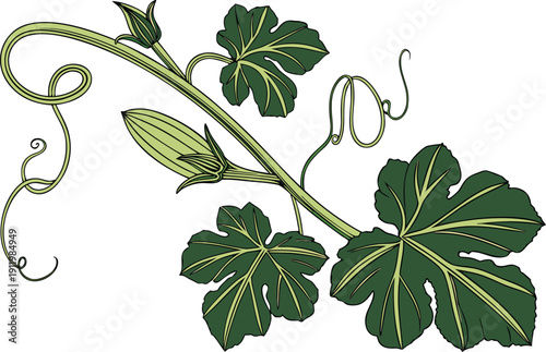 Green Pumpkin Leaves and Spiraling Tendrils. Botanical Pumpkin Vine with Lush Greenery. Detailed Summer Squash Leaves and Twisting Stems. Fresh Pumpkin Foliage for Agricultural Design. Organic Garden