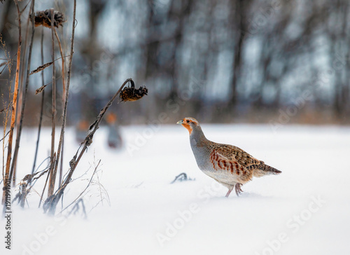 A wild bird, a female partridge, walks through the snow on a winter day in na...