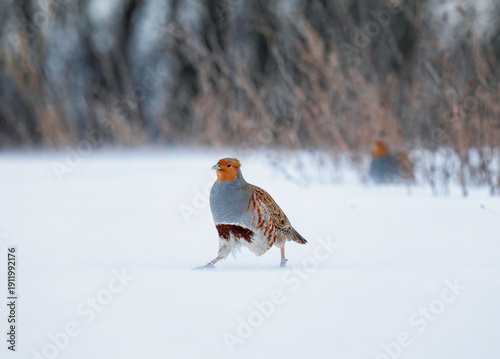A wild bird, a male grey partridge, walks through the snow on a winter day in...