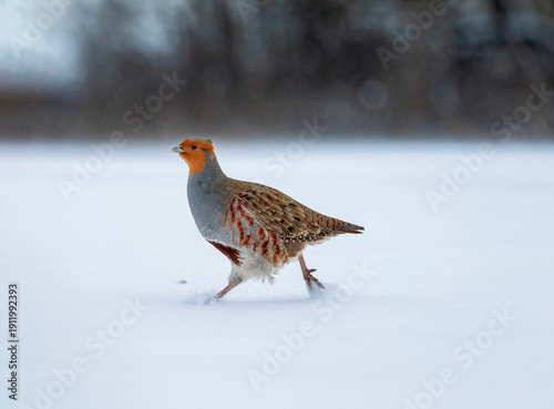 A wild bird, a male grey partridge, runs through the snow on a winter day out...