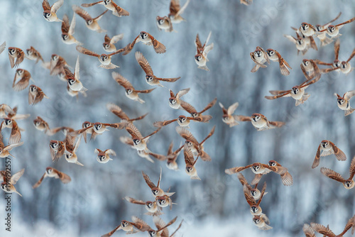 Photo with a flock of many birds sparrows flying to the camera in the winter ...