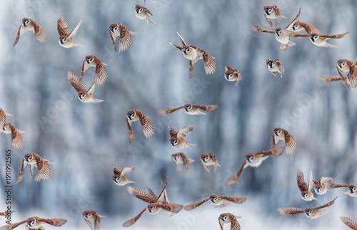 Photo with a flock of many birds sparrows flying to the camera in the winter ...