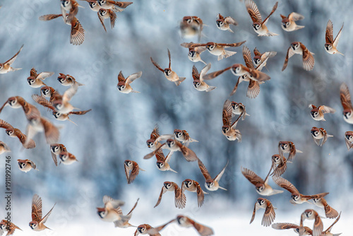 Photo with a flock of many birds of field sparrows flying towards the camera ...