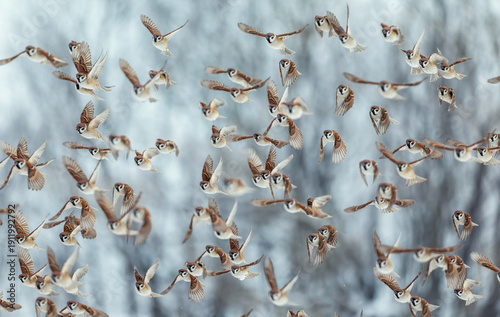 Photo with a flock of many birds field sparrows flying towards the camera in ...