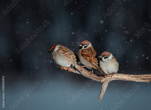 Photo with three funny birds plump sparrows sitting on a tree branch in a win...