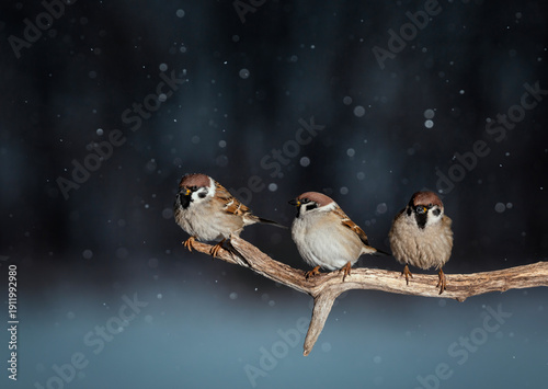 Photo with three funny birds plump sparrows sitting on a tree branch in a win...