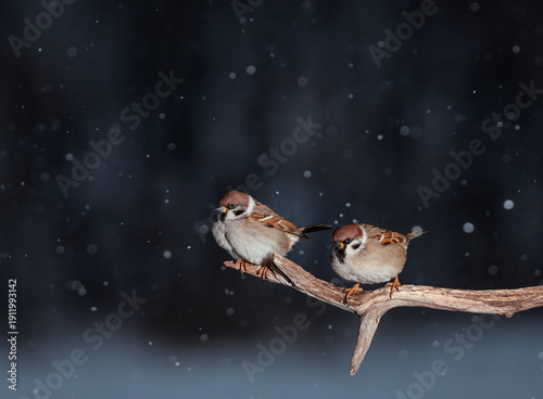 Two funny plump sparrows sitting on a tree branch in a winter garden under th...