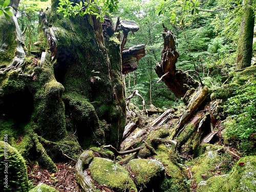 屋久島の縄文杉のトレッキングコースの風景