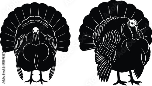 Turkey silhouettes with fanned tail feathers, vector illustration for wildlife, avian morphology, ornithology, educational design, nature themes