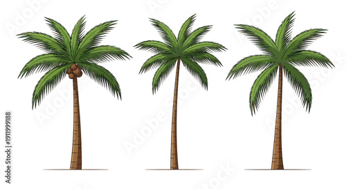 Three Stylized Palm Trees with Coconuts on White Background, Vector Illustration
