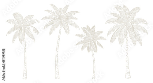 Set of Four Hand-Drawn Palm Trees, Tropical Beach Illustration, Vector Art