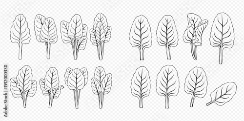 Outline drawings of various spinach leaves and other leafy greens on a transparent background.
