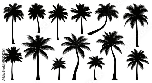 Diverse Collection of Silhouette Palm Trees on White Background, Tropical Beach Vector
