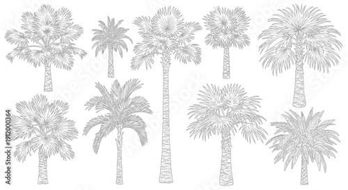 Collection of Diverse Stylized Palm Trees - Vector Illustrations on White Background