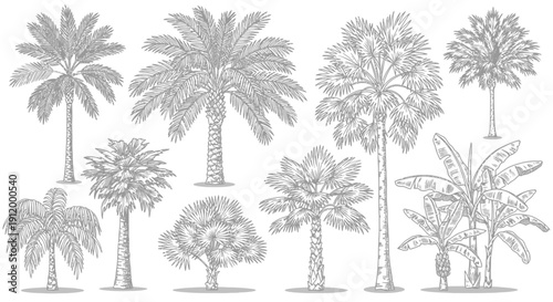 Diverse Collection of Palm Trees and Tropical Plants Hand-Drawn Style
