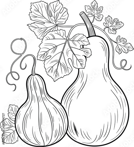 Black and white line of two gourds with leaves line black and white vegetable plant leaf