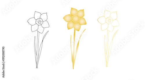 Vector daffodils flowers. Graphic Narcissus, easter hand drawn illustration isolated on background. Botanical and wedding, baby clip art. For greeting card, wallpaper, wrapping paper design, textile