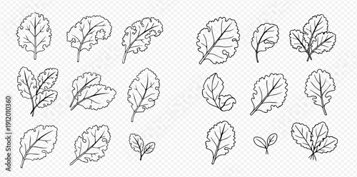 Set of various hand-drawn arugula leaves in different shapes and sizes, isolated on a transparent background.