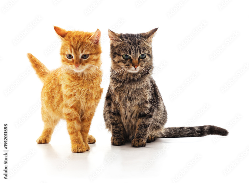 Obraz premium Two cute kittens standing together.