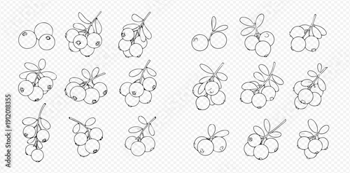 Set of hand-drawn lingonberry and cranberry branches with berries and leaves, outline sketches on transparent background.