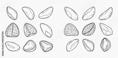 Set of hand-drawn Brazil nuts, whole and shelled, with detailed textures and outlines, perfect for food illustrations and healthy eating concepts.