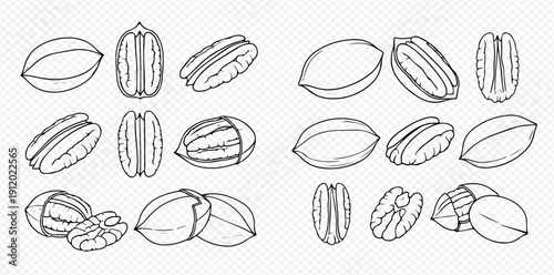 Pecan nuts vector outline set, hand drawn sketch illustration of whole and cracked pecans.