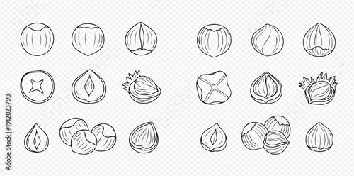 Set of hand-drawn hazelnut illustrations in various forms, including whole, shelled, and cracked nuts, perfect for food-related designs.
