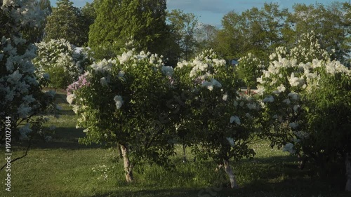 Wallpaper Mural A sunny spring day in a lush garden filled with young white lilac trees in full bloom. The bushes are covered in beautiful white florets, creating an inspiring landscape in Dobele, Latvia.  Torontodigital.ca