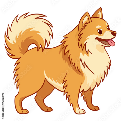 premium vector illustration of fluffy pomeranian dog, standing cheerful pomeranian with tongue out, golden orange fur flat vector art
