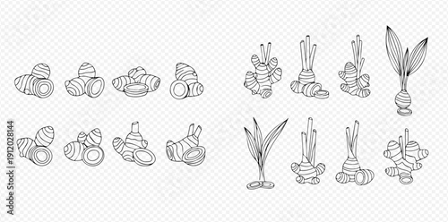 Set of hand-drawn ginger root illustrations in various forms, including whole, sliced, and with leaves, perfect for culinary and herbal designs.