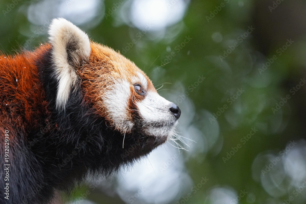 Fototapeta premium red panda