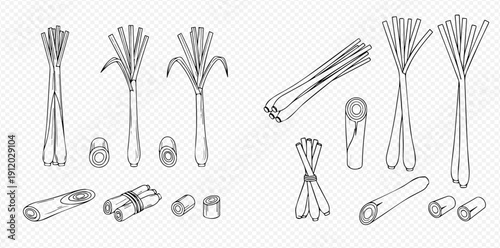 Lemongrass spice herb set in hand drawn doodle style, fresh plants and cut pieces for cooking.