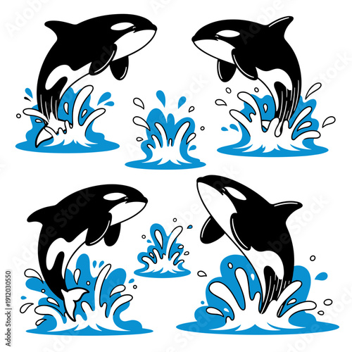 Killer whale orca jumping with blue water splashes