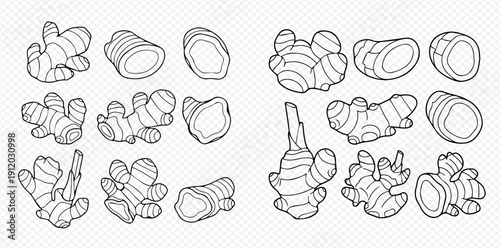 Set of fresh ginger root and sliced pieces line art illustration on transparent background.