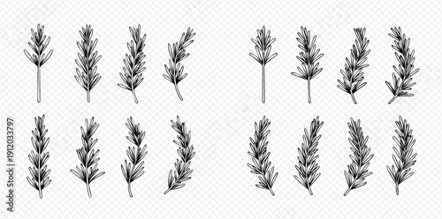 Set of hand-drawn lavender flowers in various styles, isolated on a transparent background, perfect for botanical illustrations and designs.